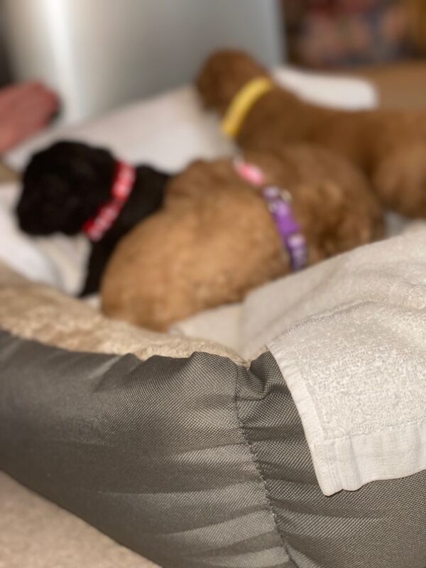 Miniature toy poodle for sale in Greater London - Image 3