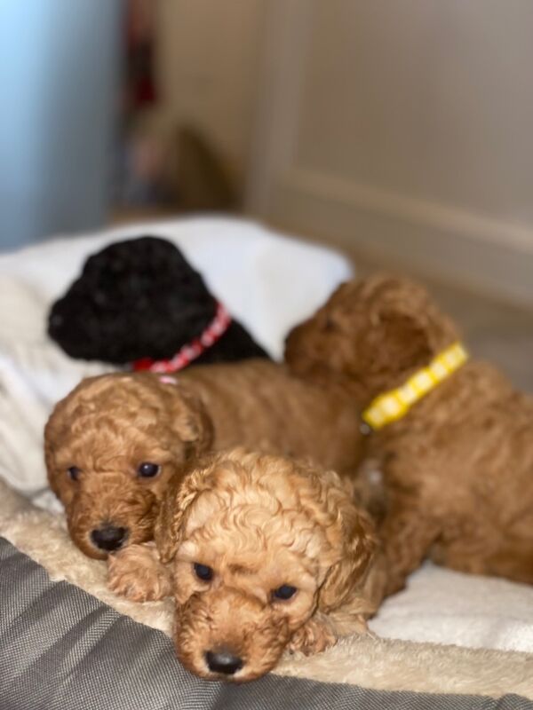 Poodle puppies for sale in Greater London – 10 months old - Image 4 of 15