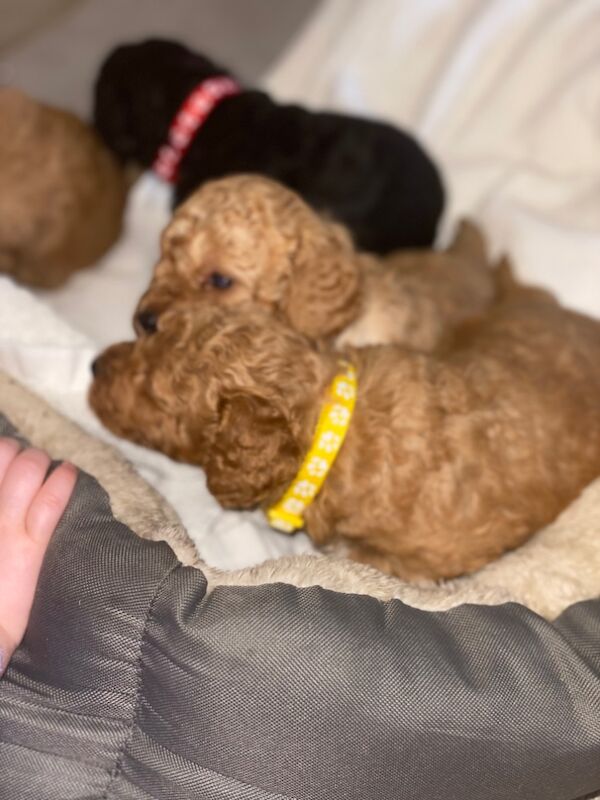 Poodle puppies for sale in Greater London – 10 months old - Image 5 of 15