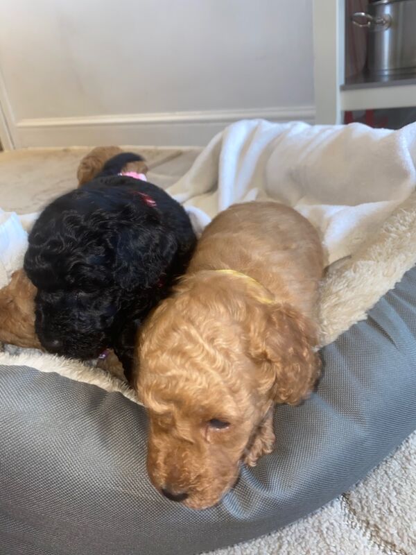 Miniature toy poodle for sale in Greater London - Image 6