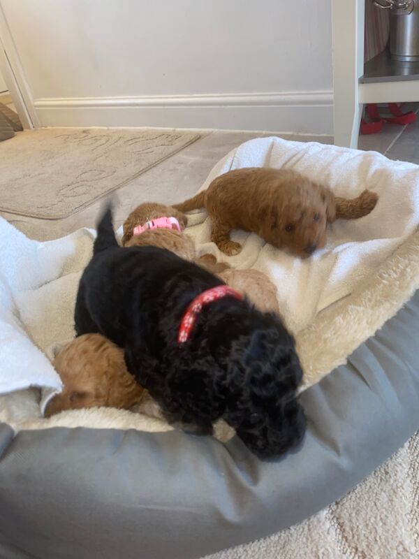 Miniature toy poodle for sale in Greater London - Image 7
