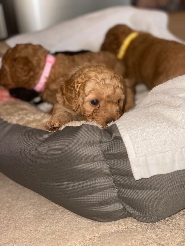 Poodle puppies for sale in Greater London – 10 months old - Image 8 of 15