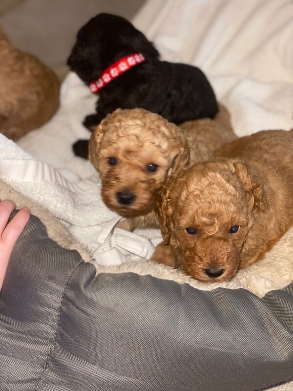 Miniature toy poodle for sale in Greater London - Image 9