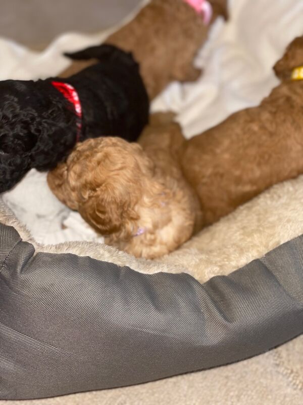 Poodle puppies for sale in Greater London – 10 months old - Image 10 of 15