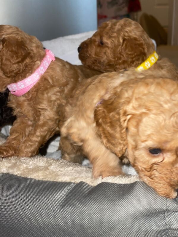 Poodle puppies for sale in Greater London – 10 months old - Image 11 of 15