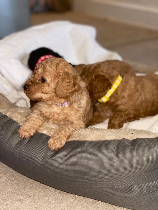 Poodle puppies for sale in Greater London – 10 months old - Image 12 of 15
