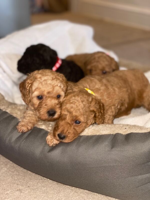 Miniature toy poodle for sale in Greater London - Image 13