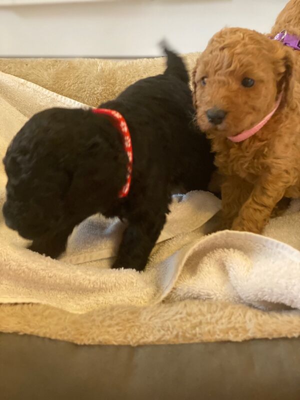 Miniature toy poodle for sale in Greater London - Image 14