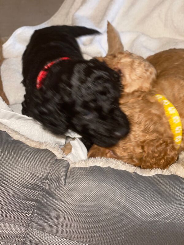 Poodle puppies for sale in Greater London – 10 months old - Image 15 of 15