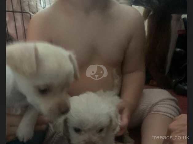 Poodle puppies for sale in Basildon, Essex – 10 months old - Image 1 of 1