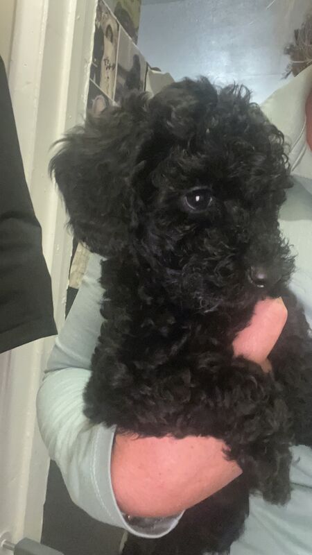 Miniature toy poodles 1 PUPPY LEFT - Image 12 of 13