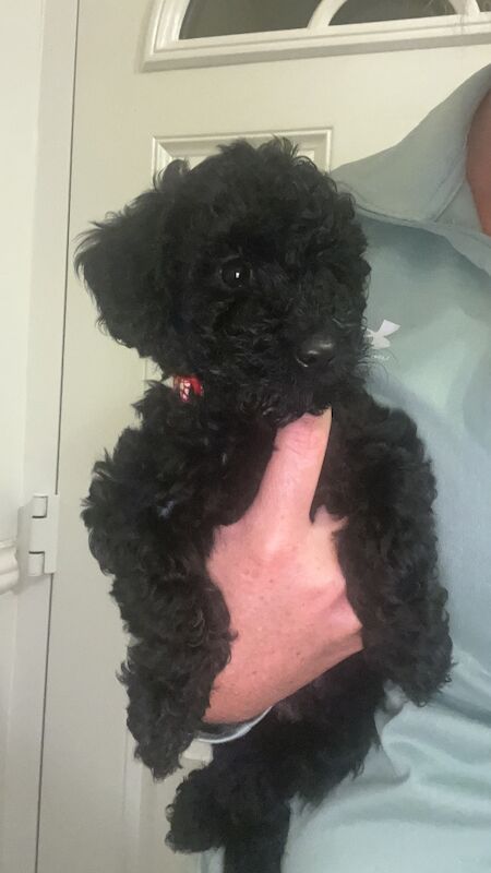 Miniature toy poodles 1 PUPPY LEFT - Image 13 of 13