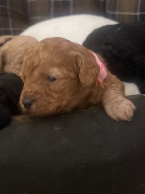 Poodle puppies for sale in Uxbridge, Greater London – 7 weeks old