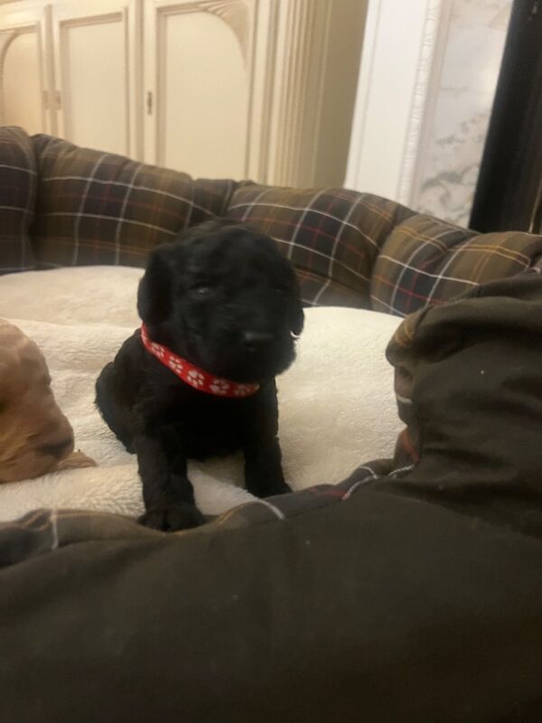 Poodle puppies for sale in Uxbridge, London – 9 weeks old - Image 2 of 15