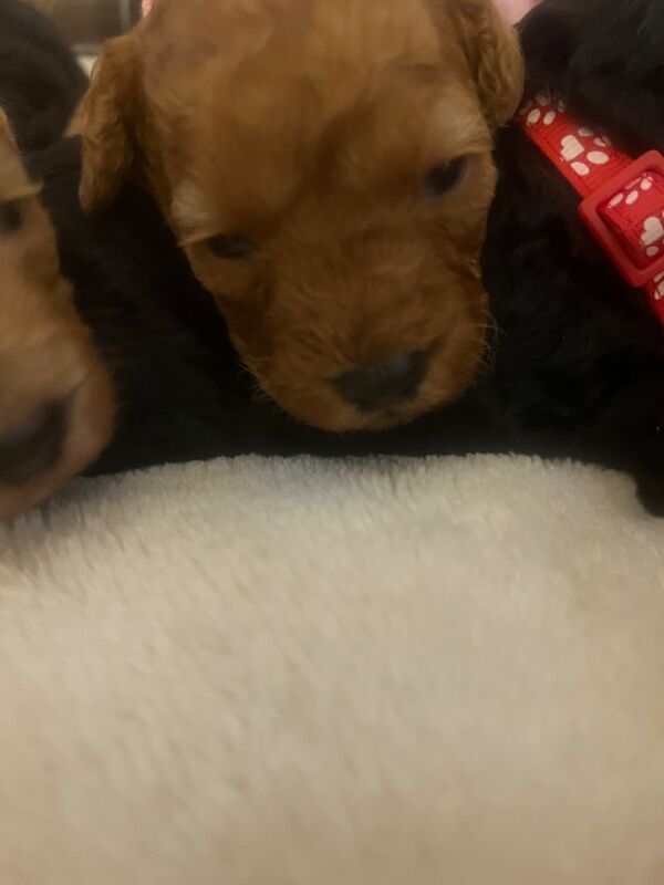 Poodle puppies for sale in Uxbridge, London – 9 weeks old - Image 5 of 15