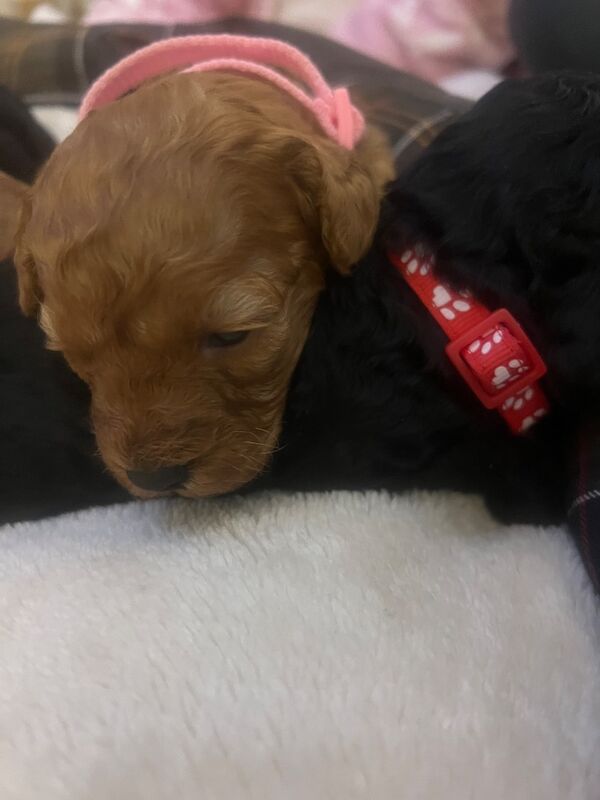Poodle puppies for sale in Uxbridge, London – 9 weeks old - Image 7 of 15