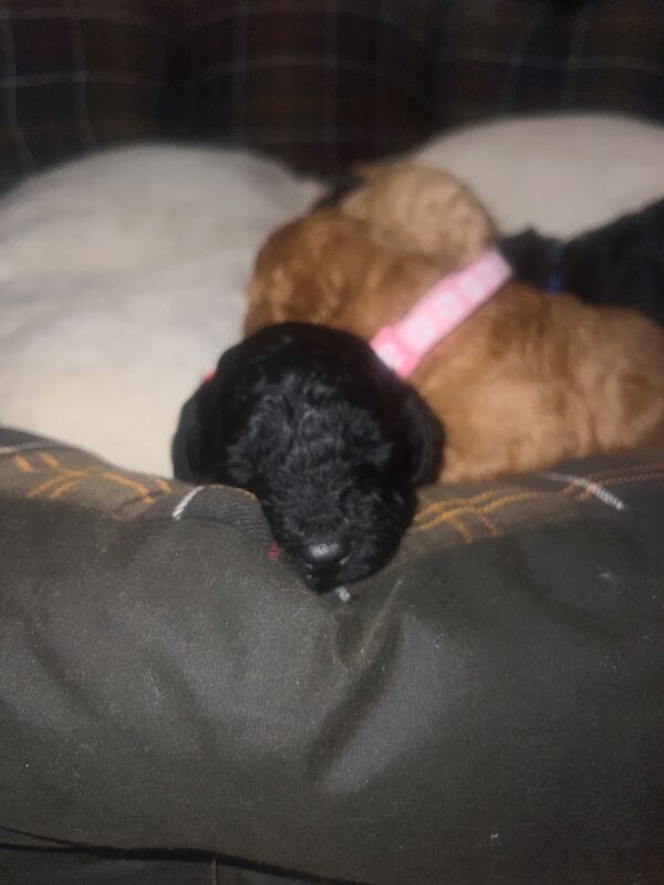 Poodle puppies for sale in Uxbridge, London – 9 weeks old - Image 9 of 15