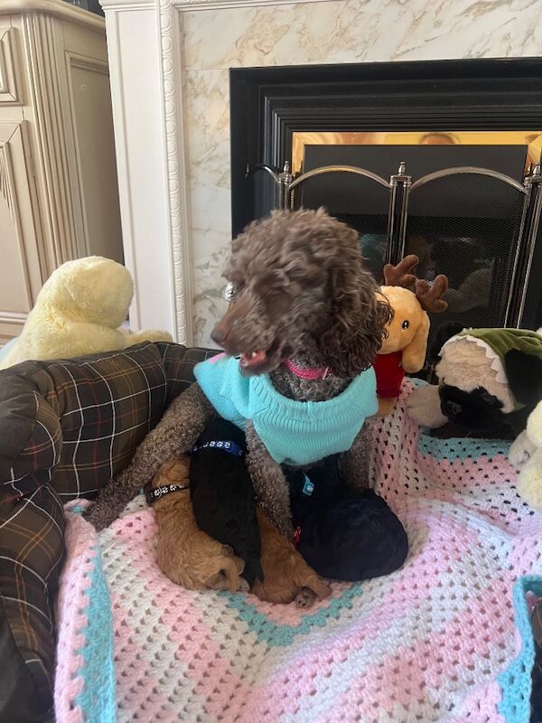 Poodle puppies for sale in Uxbridge, London – 9 weeks old - Image 11 of 15