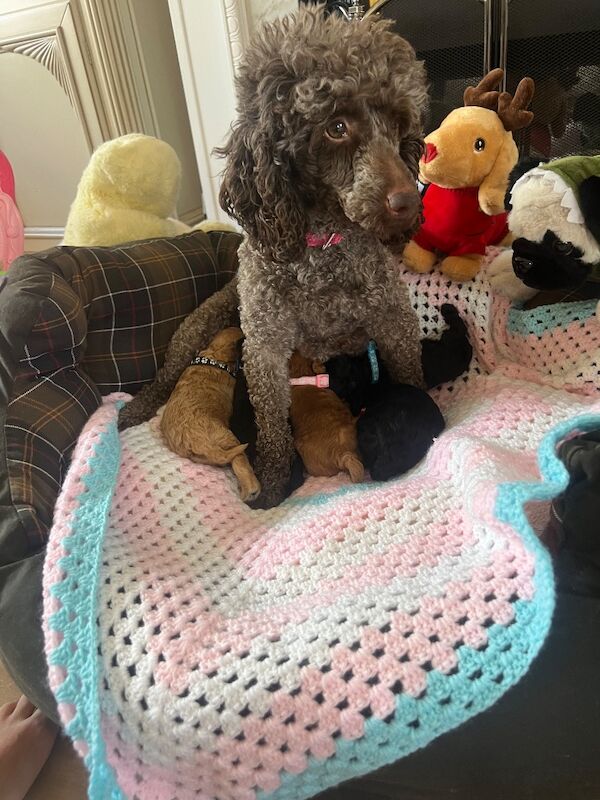 Poodle puppies for sale in Uxbridge, London – 9 weeks old - Image 12 of 15