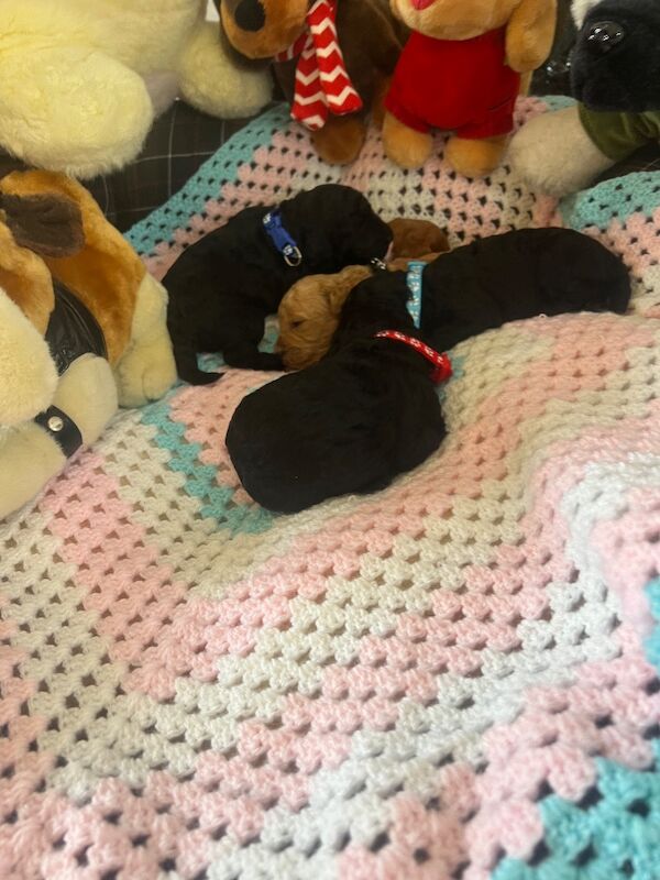 Poodle puppies for sale in Uxbridge, London – 9 weeks old - Image 13 of 15