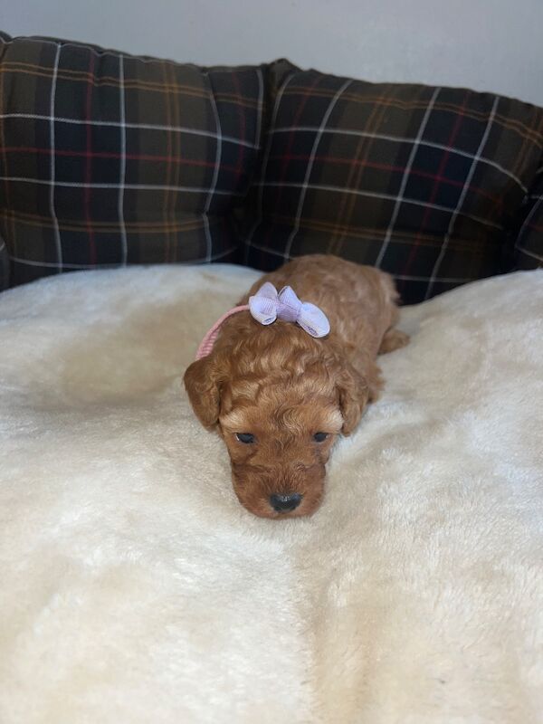 Poodle puppies for sale in Uxbridge, London – 9 weeks old - Image 15 of 15