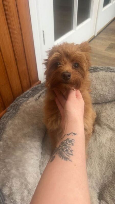 Poodle Puppies For Sale Under £1,000