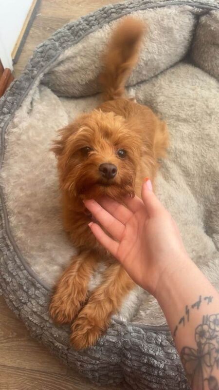 Miniature Yorkie-Poodle Mix - Image 2 of 4