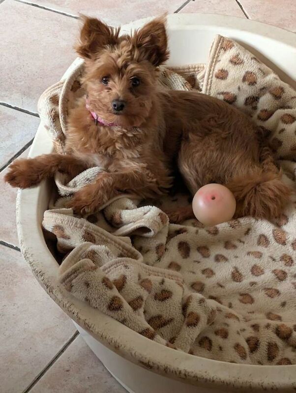 Miniature Yorkie-Poodle Mix - Image 3 of 4