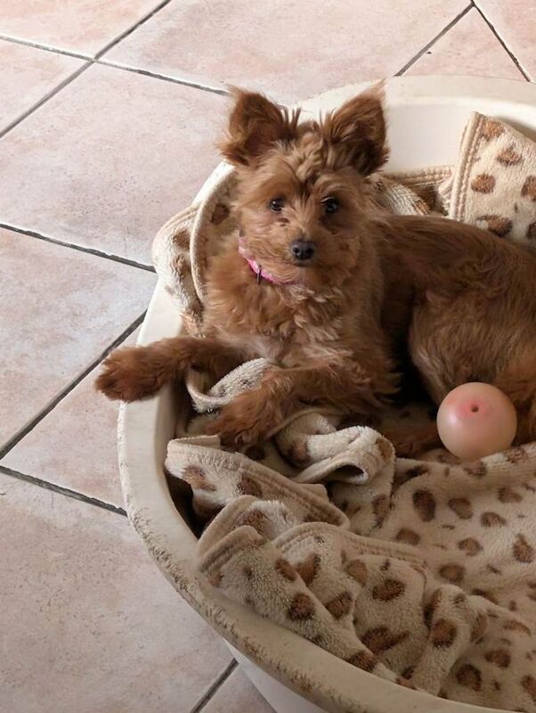 Miniature Yorkie-Poodle Mix - Image 4 of 4