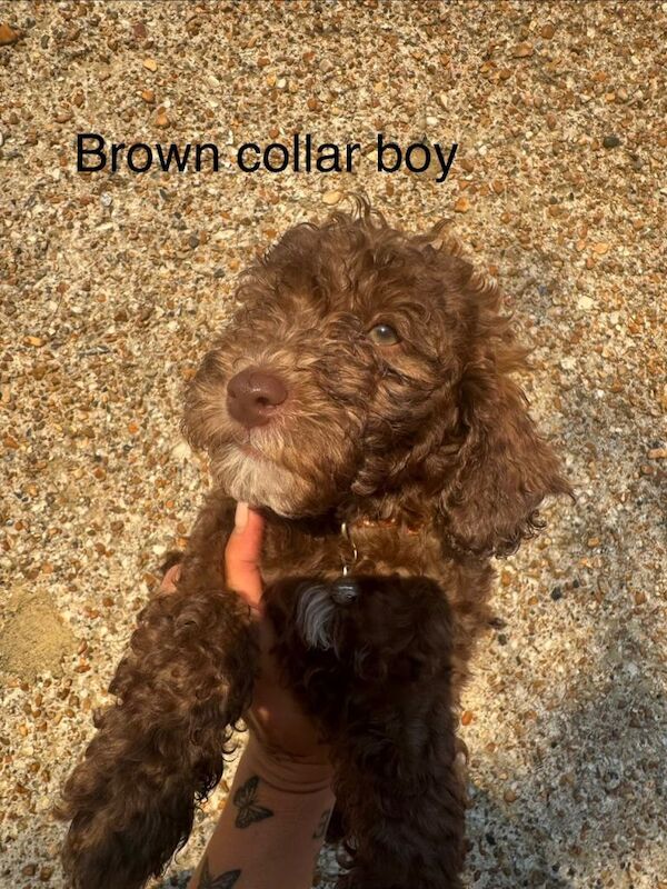Miniture poodle