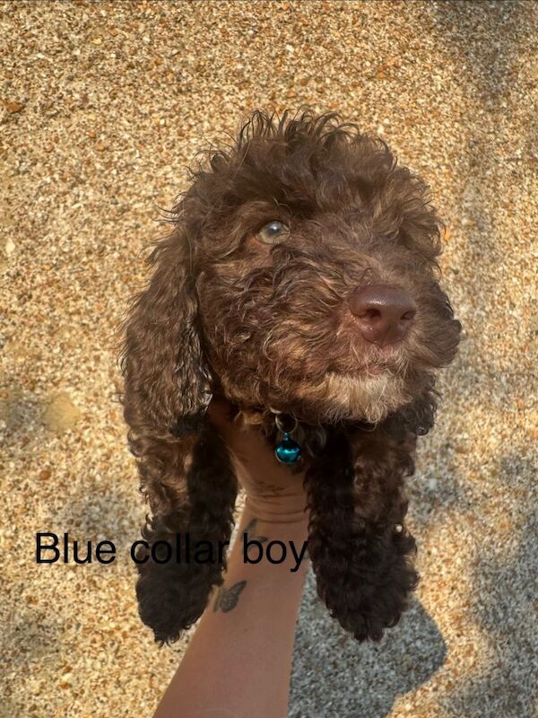 Miniture poodle - Image 2 of 4
