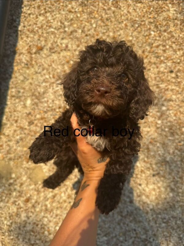 Miniture poodle - Image 3 of 4