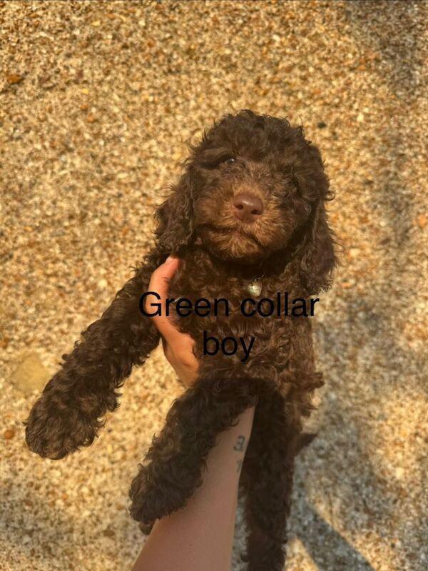 Miniture poodle - Image 4 of 4