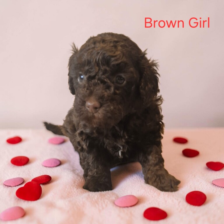 Miniture Poodle Puppies