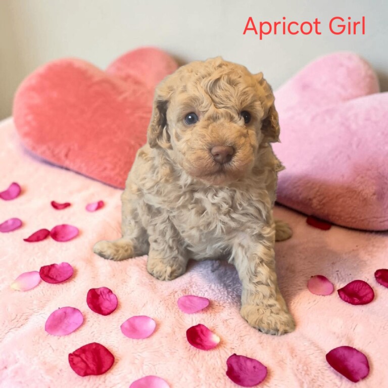 Miniture Poodle Puppies - Image 2 of 4