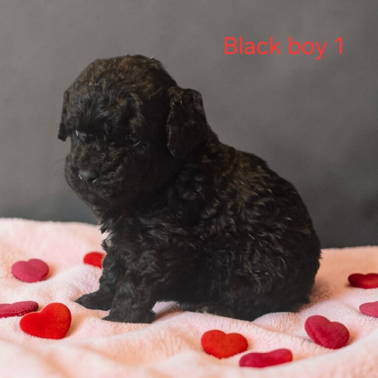 Miniture Poodle Puppies - Image 3 of 4