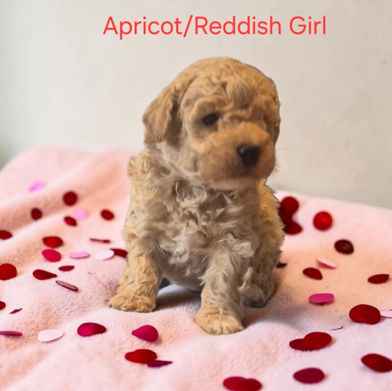 Miniture Poodle Puppies - Image 4 of 4