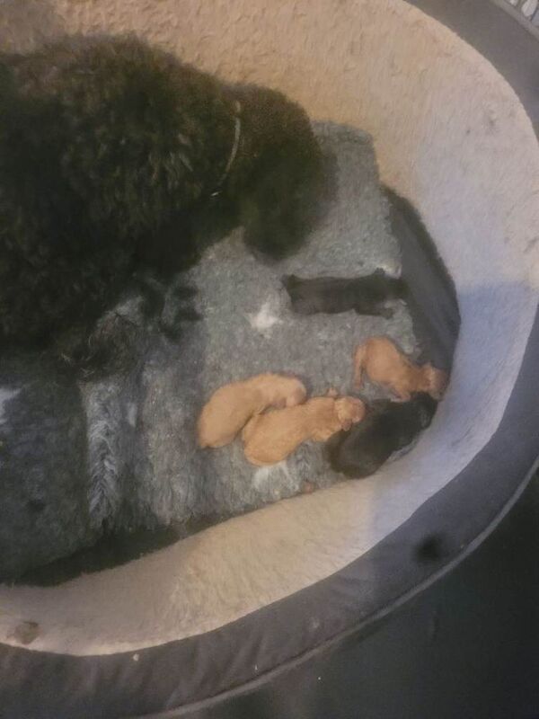Miniture poodles - Image 2 of 4