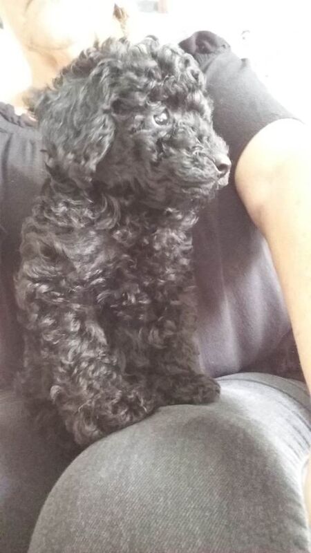 Miniture poodles - Image 4 of 4