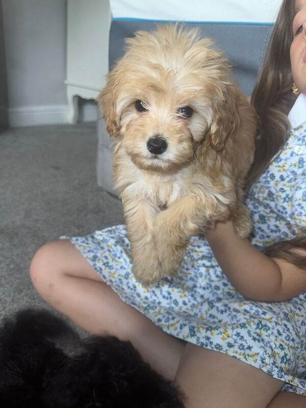 Multi poo pups