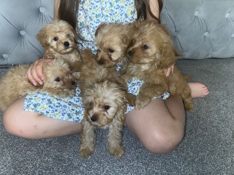 Multi poo pups - Image 2 of 3