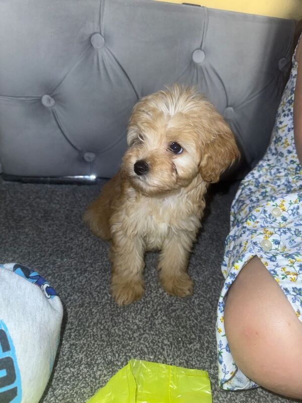 Multi poo pups - Image 3 of 3