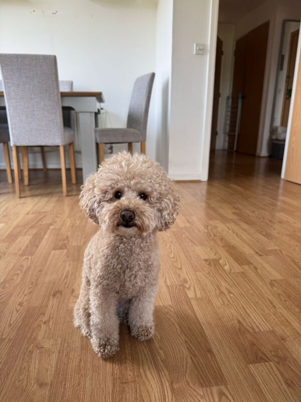 new loving family needed for sale in London, Greater London