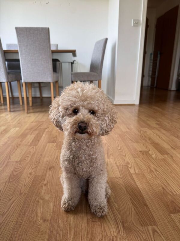 new loving family needed for sale in London, Greater London - Image 2
