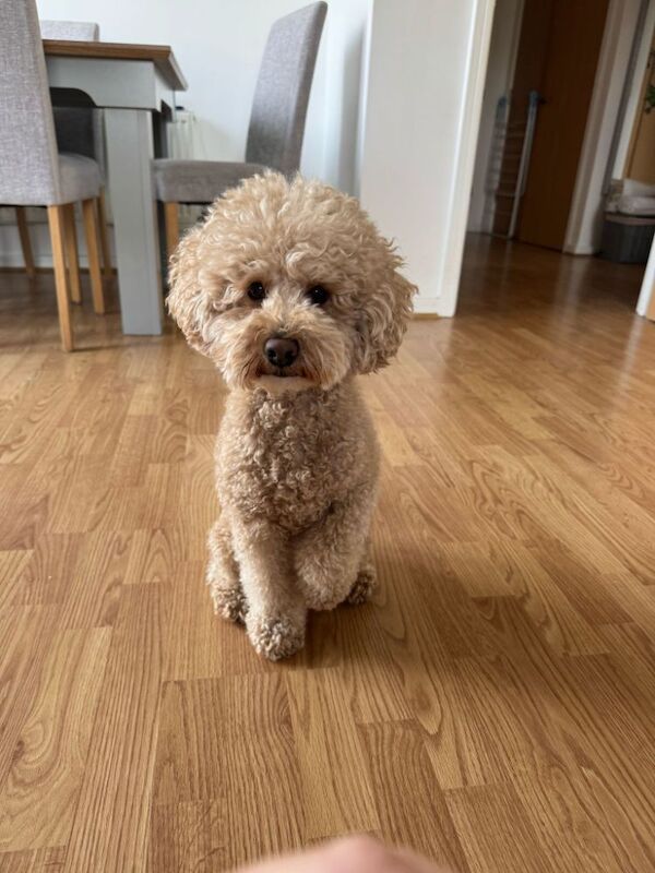 new loving family needed for sale in London, Greater London - Image 3