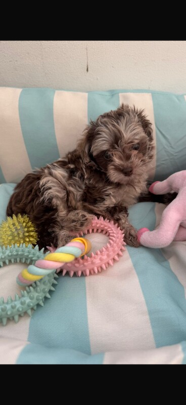 One beautiful Asian poodle female available - Image 2 of 3