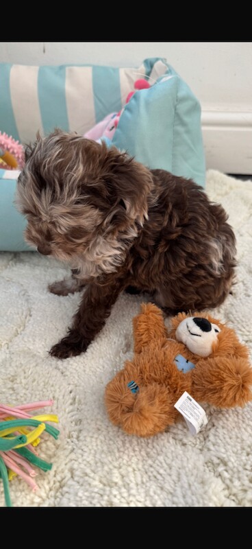 One beautiful Asian poodle female available - Image 3 of 3