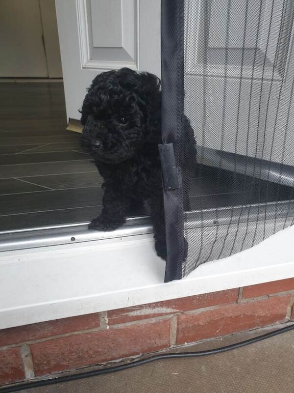 One black boy toy poodle