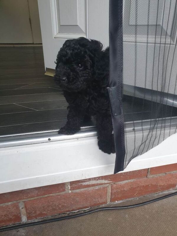 One black boy toy poodle - Image 2 of 4