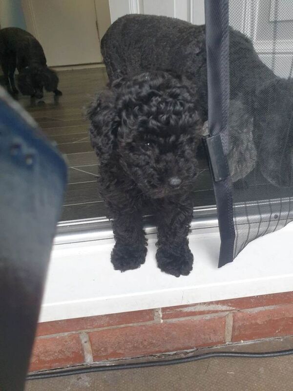 One black boy toy poodle - Image 3 of 4